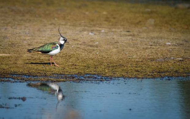 Image showing a lapwing bird which can be found in Switzerland