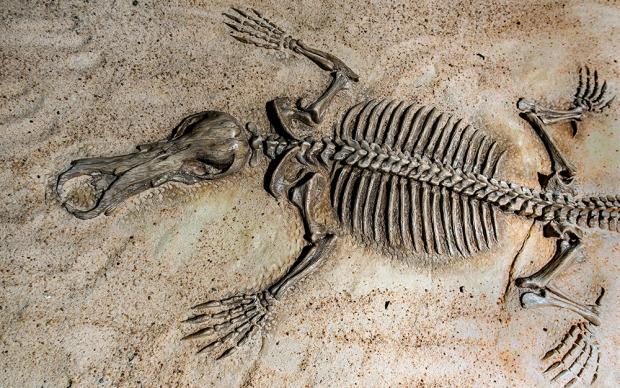 Platypus fossil