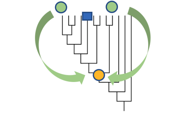 Image of phylogentic trees used to create the PAN-GO human gene function resource