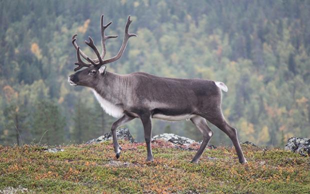 Gray and white deer on green grass during daytime