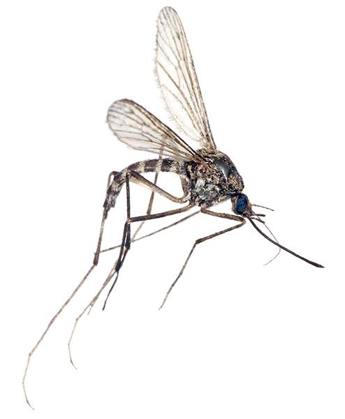 Picture of a mosquito