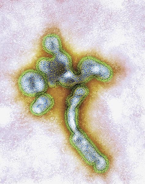 Image of the H5N1 virus